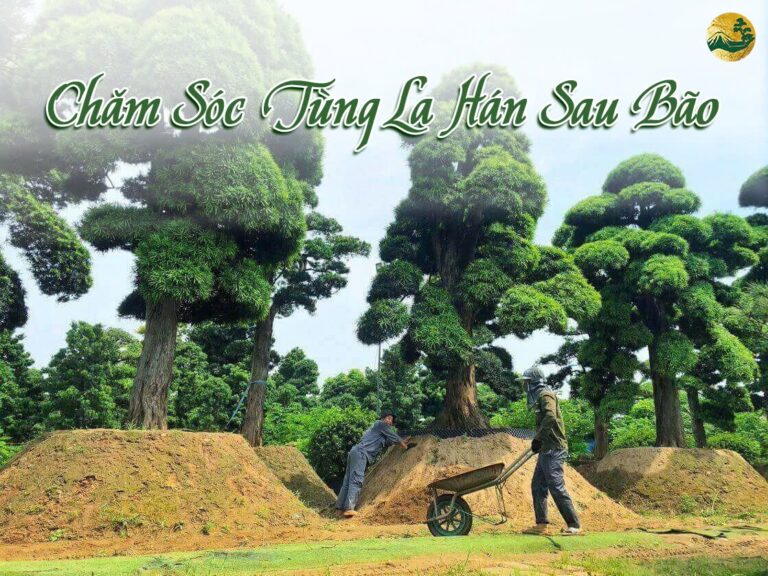 Hướng dẫn chi tiết cách chăm sóc tùng la hán sau bão Yagi