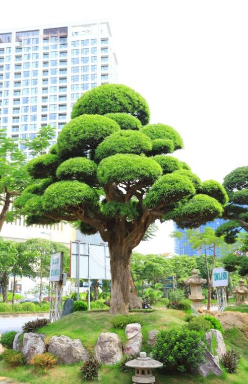 Cây tùng la hán bonsai – Nghệ thuật truyền thống Nhật Bản