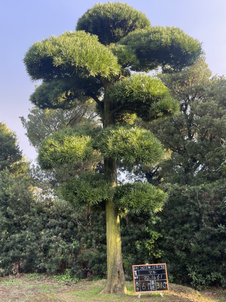 Tùng La Hán 221461