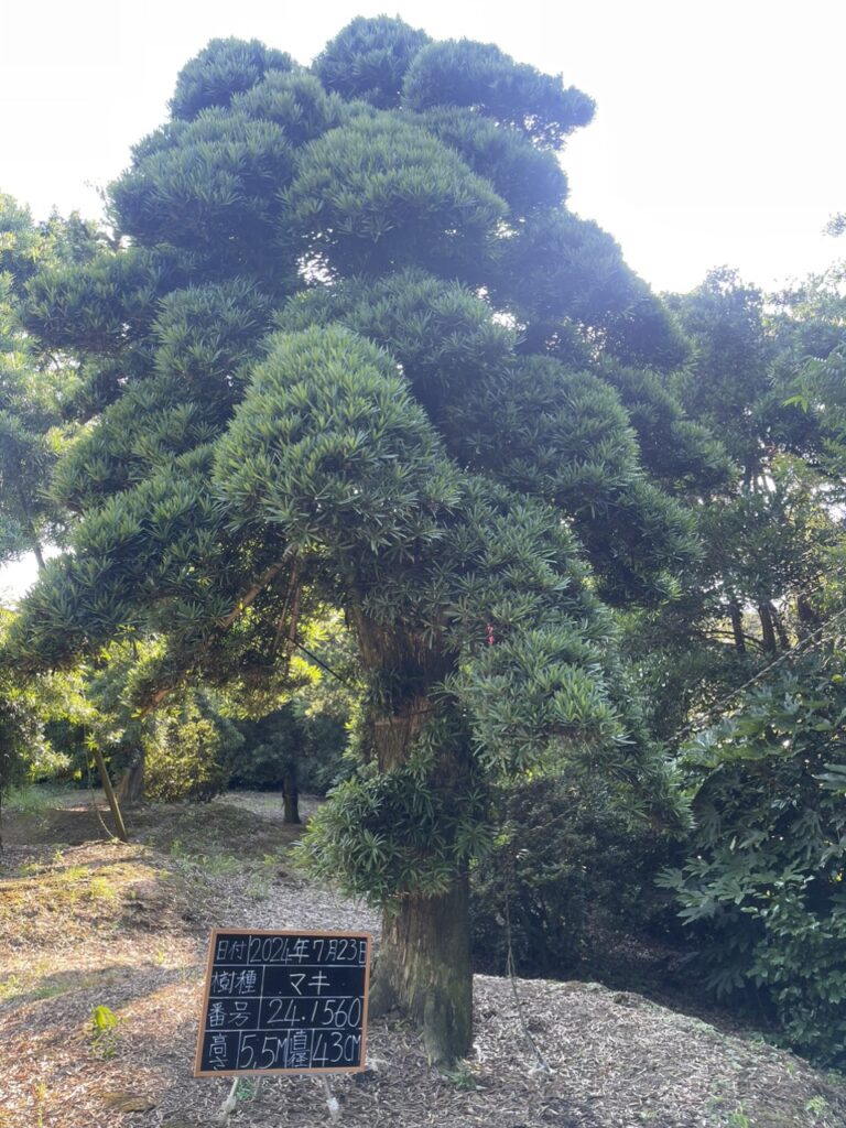 Tùng La Hán 241560