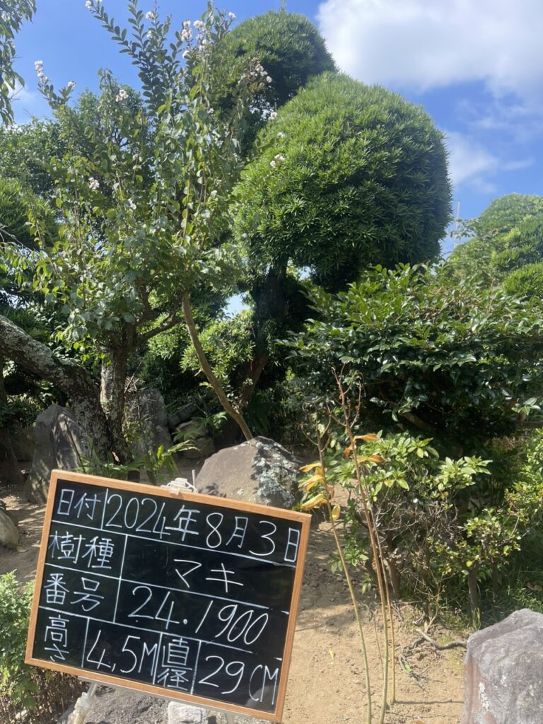 Tùng La Hán 241900