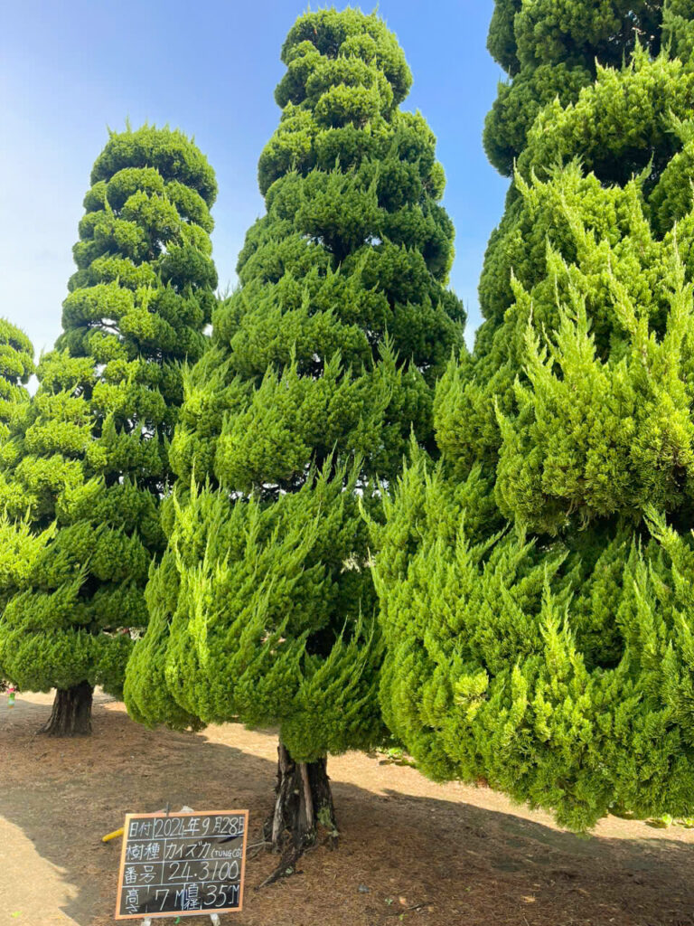 Duyên Tùng Cổ – Mang vẻ đẹp phong trần và bình dị