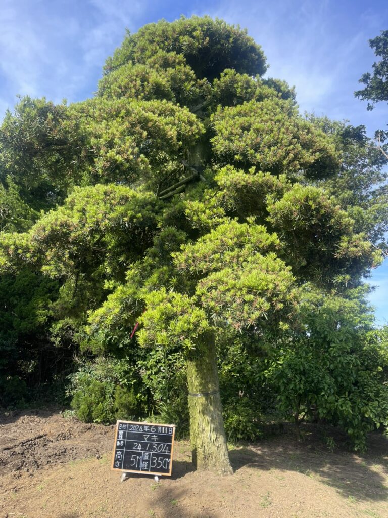 Tùng La Hán 241304