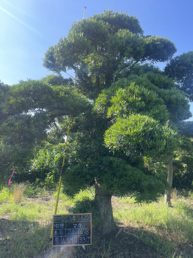 Tùng La Hán 241478
