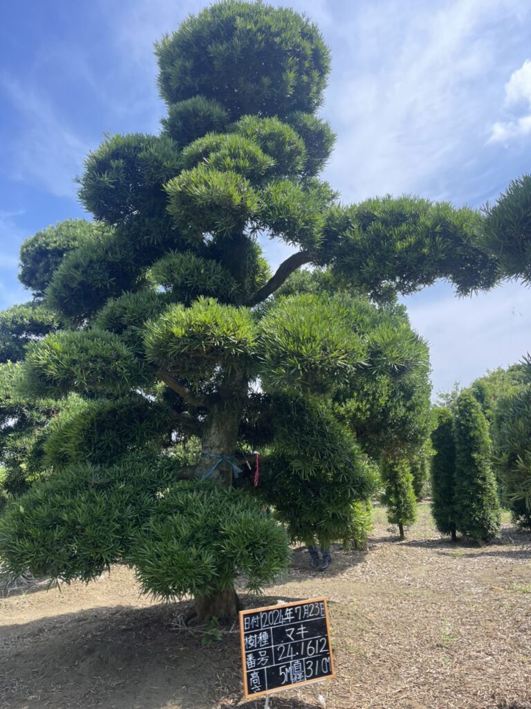 Tùng La Hán 241612