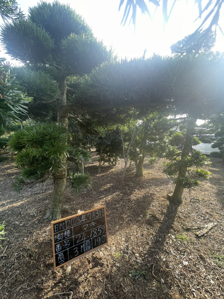 Tùng La Hán 241859