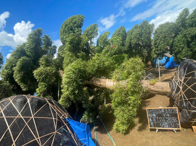 Tùng La Hán 242036