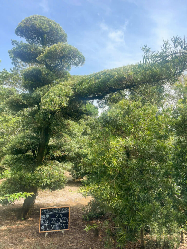 Tùng La Hán 243047