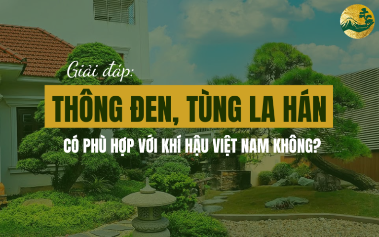 Thông Đen, Tùng La Hán có phù hợp với khí hậu Việt Nam không?