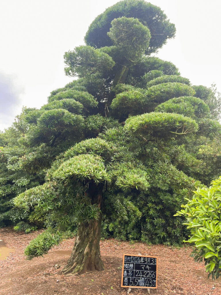 Tùng La Hán 242266