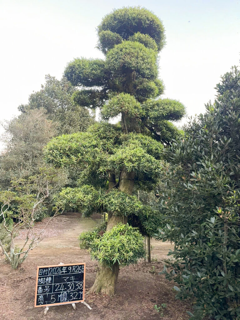 Tùng La Hán 243038