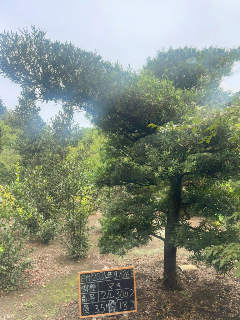 Tùng La Hán 243042