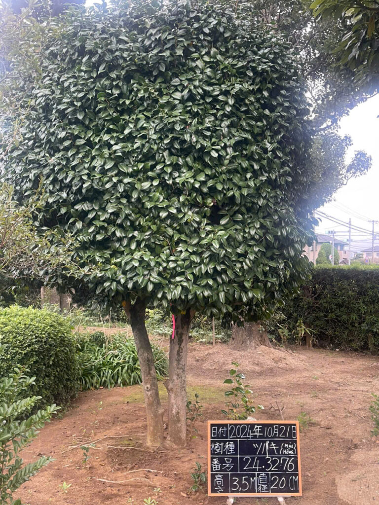 Hoa Trà 243276