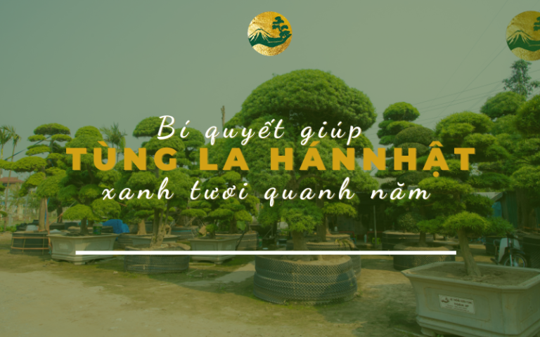 Bí quyết giúp Tùng La Hán Nhật Bản xanh tươi quanh năm