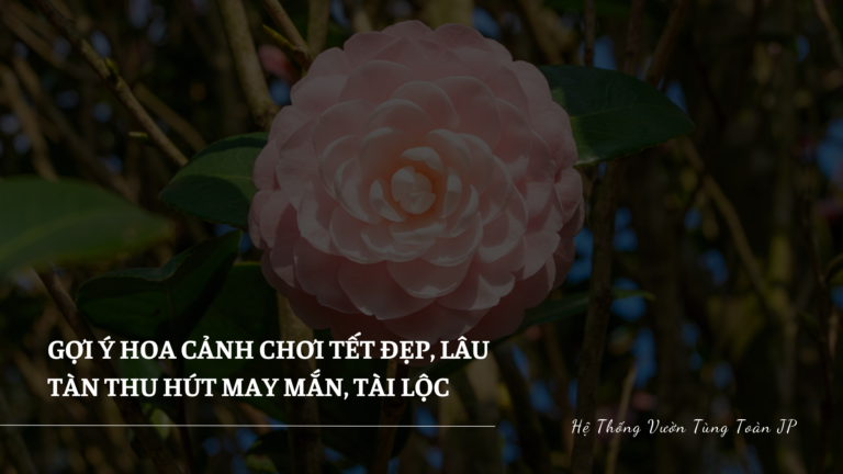 Gợi Ý Hoa Cảnh Tết Đẹp, Lâu Tàn Thu Hút May Mắn, Tài Lộc
