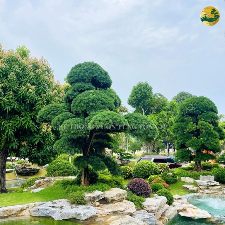 Top 50+ mẫu cây Tùng La Hán Nhật Bản phong thủy đẹp nhất
