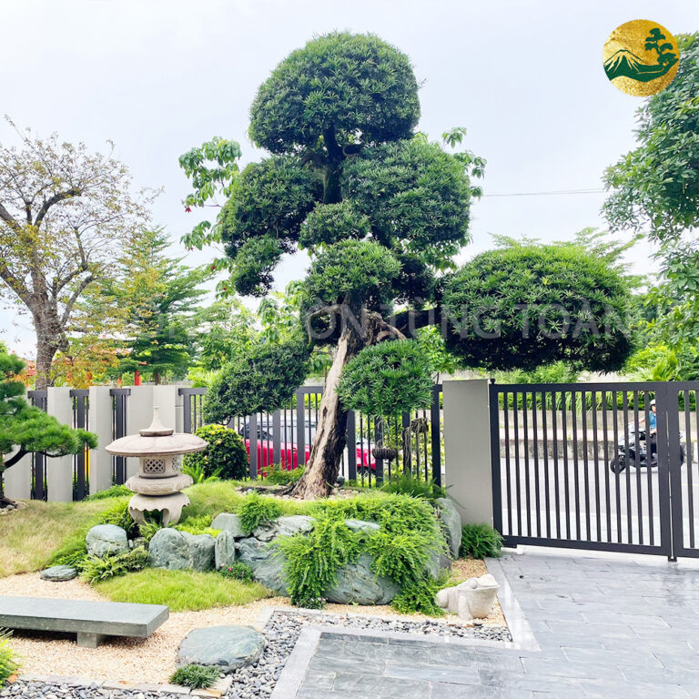 Tùng La Hán Nhật Bản – Biểu tượng trường tồn và tài lộc