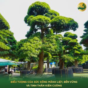Tùng La Hán tượng trung cho sự trường thọ và vững chãi