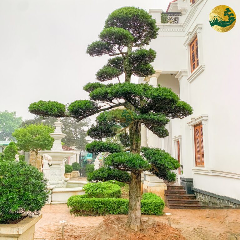 Giá Cây Tùng La Hán – Yếu Tố Ảnh Hưởng & Cách Chọn Mua