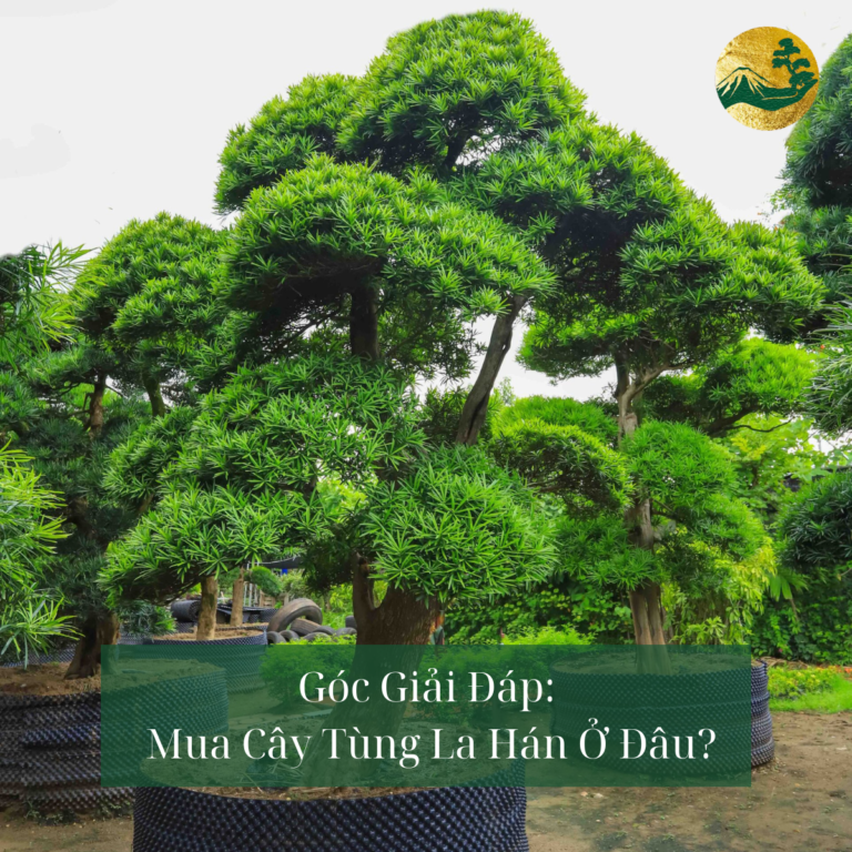 Góc Giải Đáp: Mua Cây Tùng La Hán Ở Đâu Uy Tín, Chất Lượng?