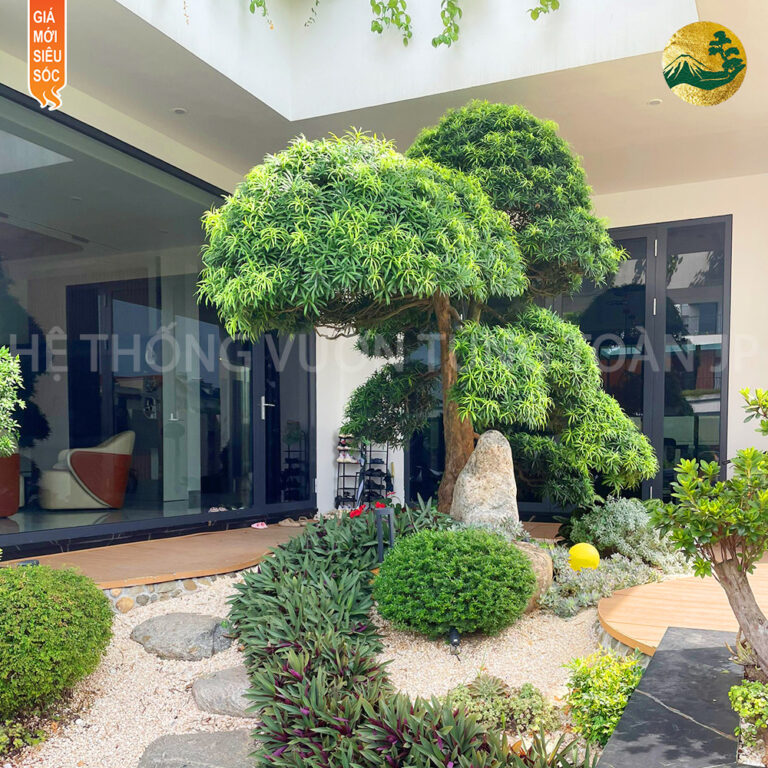 Trồng Cây Tùng La Hán Trước Nhà – Tài Lộc & Phong Thủy Tốt