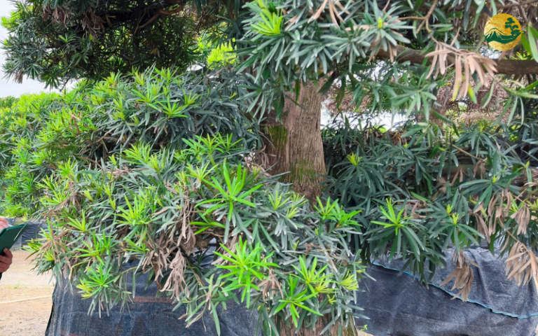 Cây Tùng La Hán Bị Sâu Bệnh, Cách Xử Lý Hiệu Quả, An Toàn