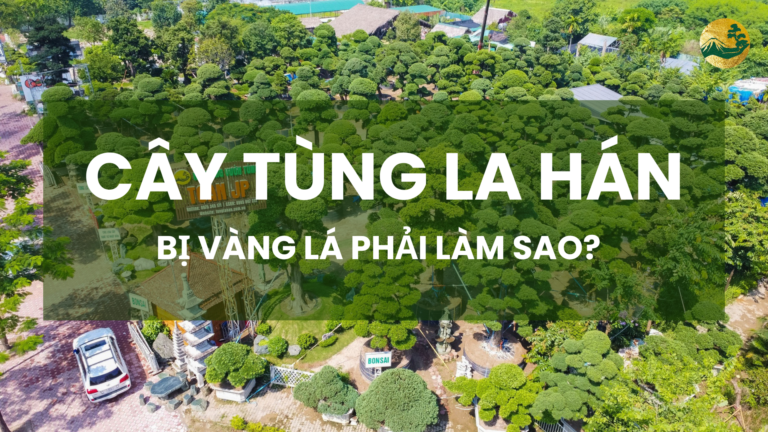 Cây Tùng La Hán Bị Vàng Lá, Phải Làm Sao? Nguyên Nhân Và Cách Khắc Phục Hiệu Quả