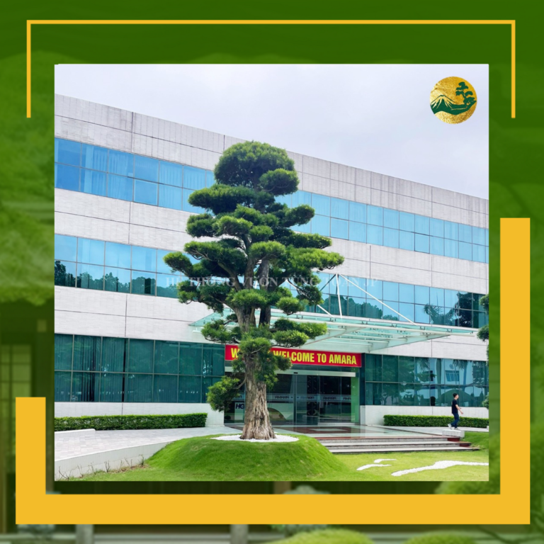 Cung Cấp Cây Tùng La Hán Công Trình – Đẳng Cấp & Chuyên Nghiệp Số 1 Việt Nam