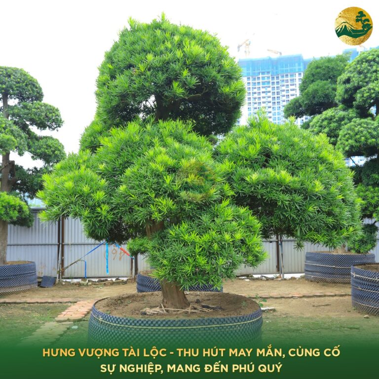 Giải Mã Ý Nghĩa Tùng La Hán Trong Phong Thủy