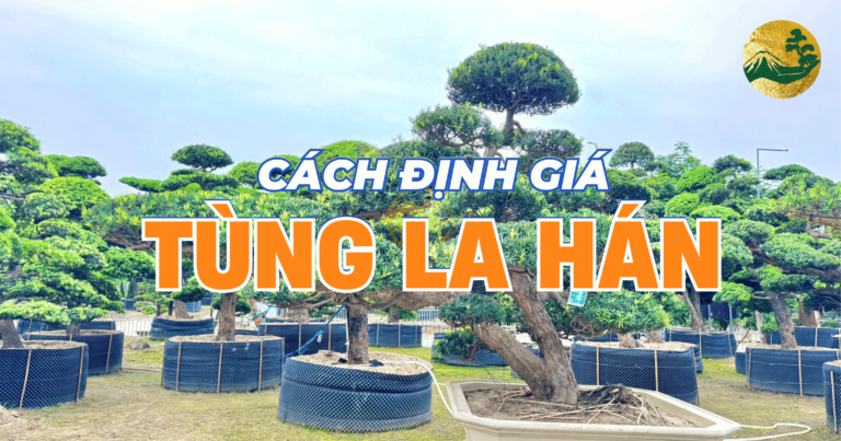 Cách định giá Tùng La Hán chuẩn nhất – Chi tiết!