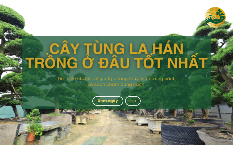 Khám phá vị trí trồng cây Tùng La Hán tốt nhất theo phong thủy