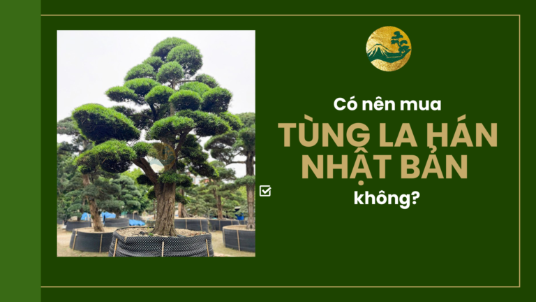 Có nên mua cây tùng la hán Nhật Bản không? Lý do bạn nên biết!