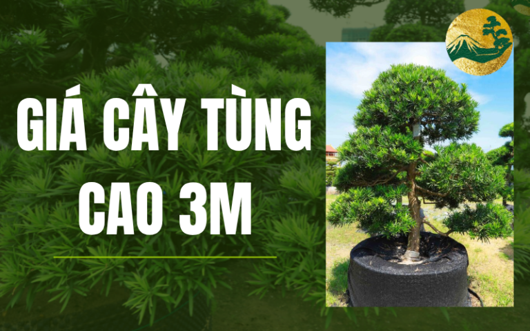Giá cây tùng la hán cao 3m – Địa chỉ mua cây đẹp, giá tốt