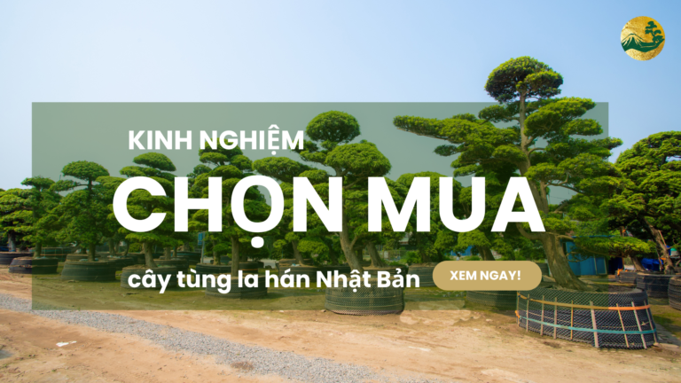Kinh Nghiệm Chọn Mua Cây Tùng La Hán Nhật Bản Chuẩn Nhất 2025