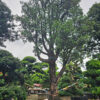 Tùng Xổng 20087