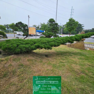 Thông đen 21005