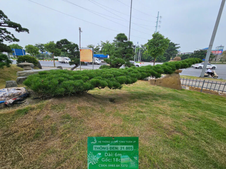 Thông Đen 21005