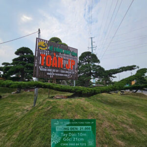 Thông đen 21006