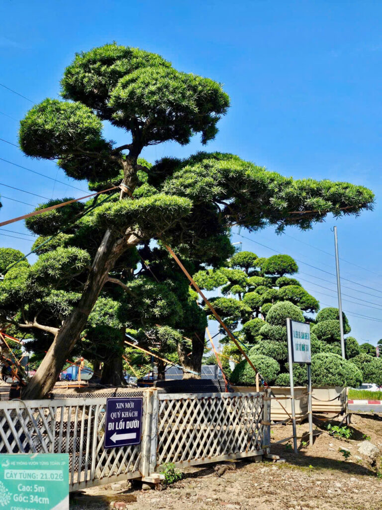Hoa Trà 221026
