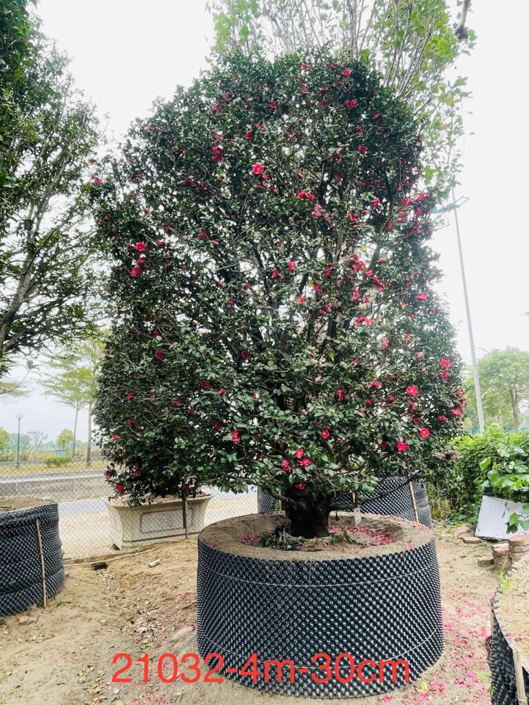 Hoa Trà Đỏ 21032