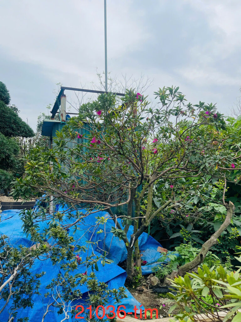 Hoa Đỗ Quyên 21036