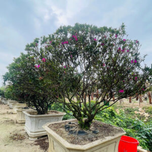 Đỗ quyên 21138