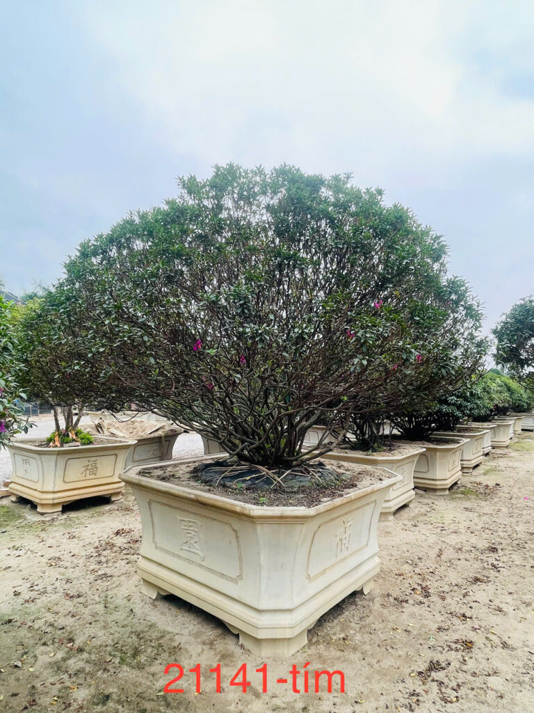 Hoa Đỗ Quyên 21141