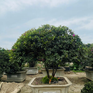 Đỗ quyên 21155