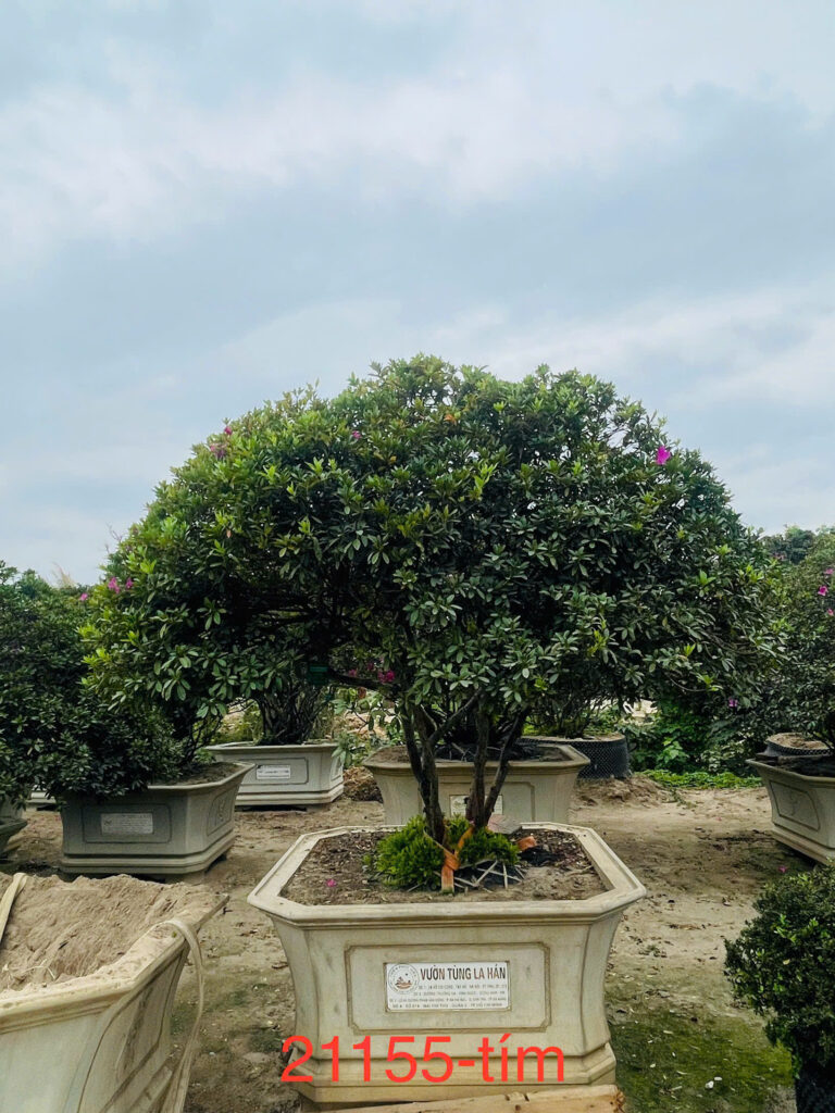 Đỗ Quyên 21155