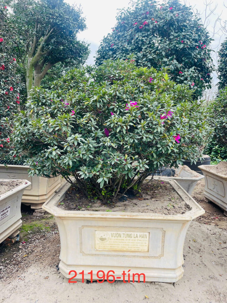 Đỗ Quyên 21196