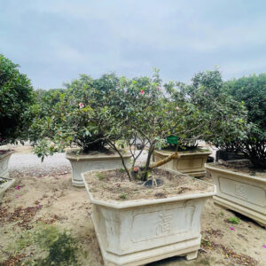Đỗ quyên 21356