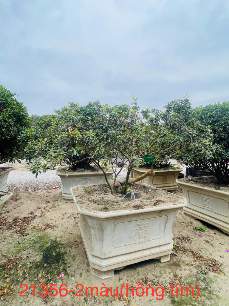 Đỗ Quyên 21356