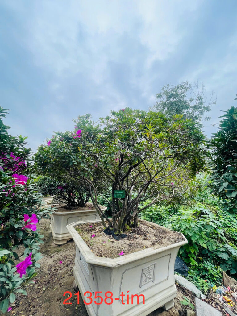 Đỗ Quyên 21358