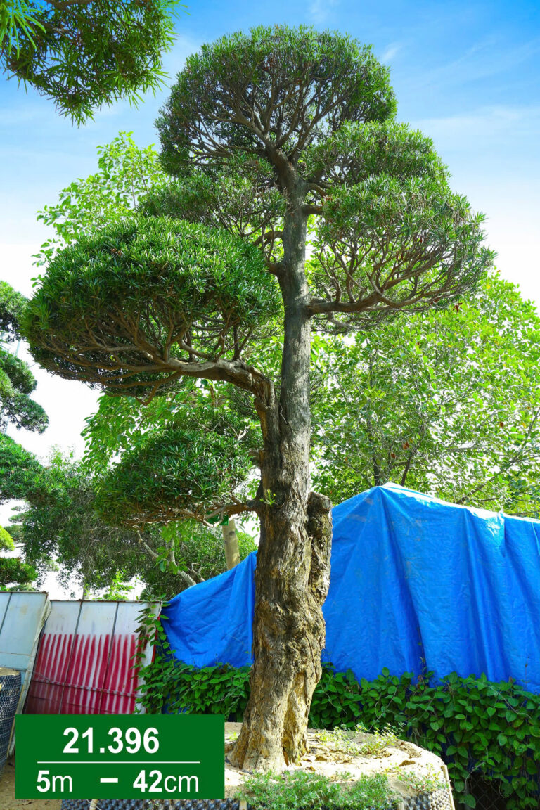 Hoa Trà Hồng 221396